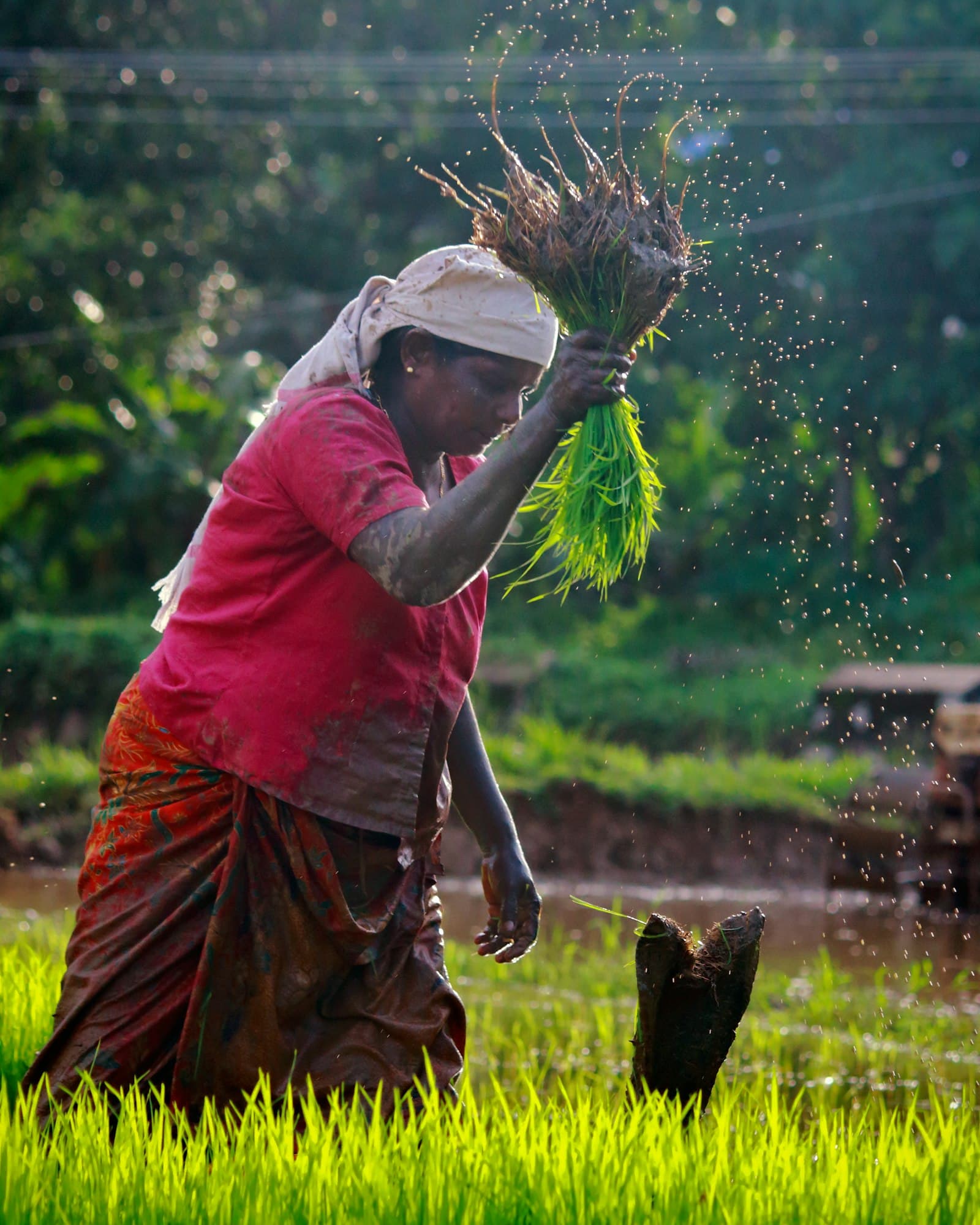 A farmer harvesting rice seedlings in a wet field