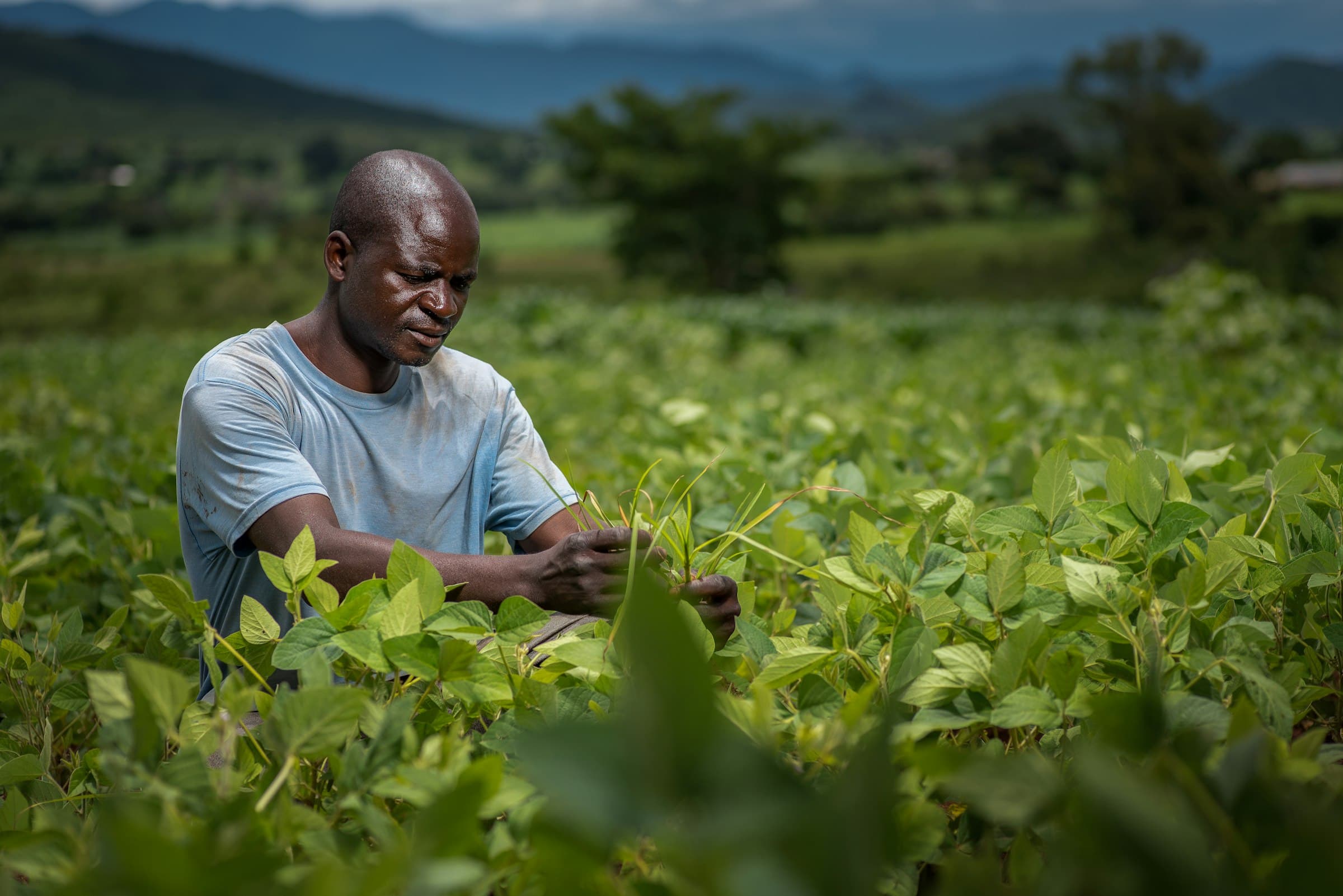 A farmer checking his crops in a green field
